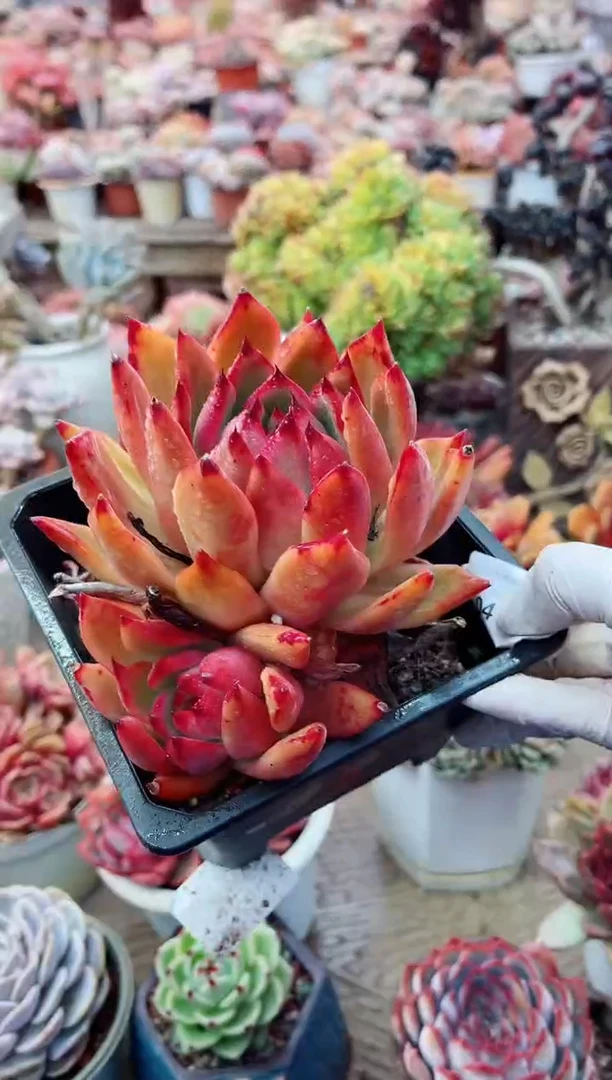 【闪购商品】04195