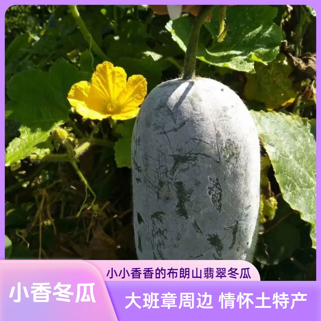 布朗山章家香冬瓜【翡翠小冬瓜 粉丝分享】大班章周边 情怀土特产