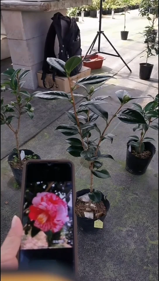 完全开放深海妖怪