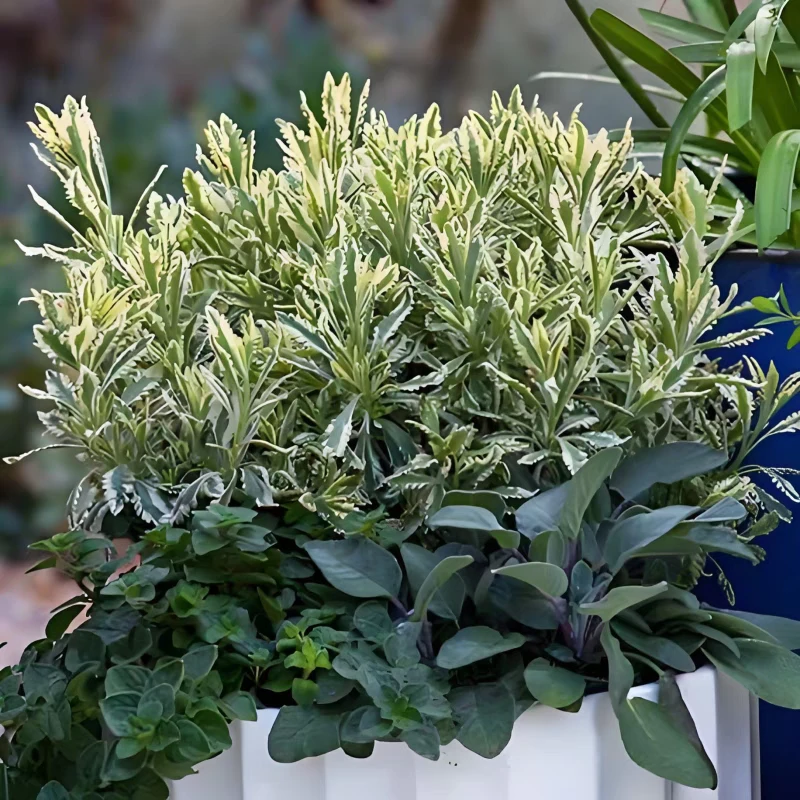 花叶米罗薰衣草盆栽阳台庭院耐热寒四季香草常绿驱蚊植物好养包邮