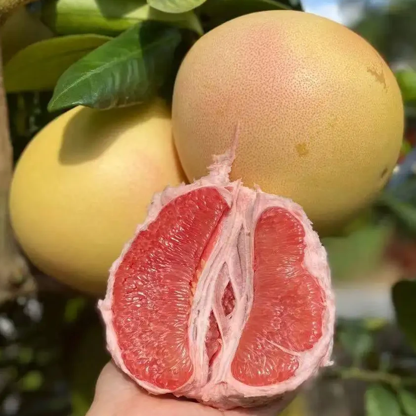 梅大嬢红文旦 红心蜜柚 脆甜无酸 皮薄肉厚 当季新鲜