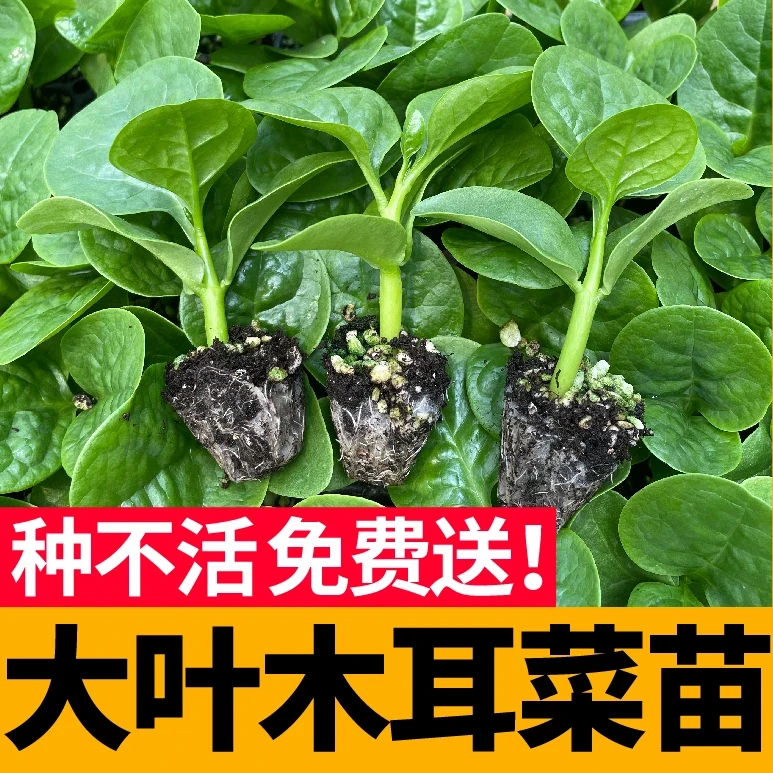特大圆叶木耳菜秧苗种子四季春秋阳台盆栽食用豆腐菜籽蔬菜苗带土