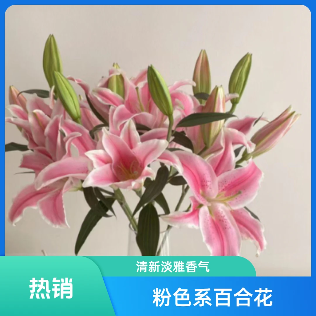 索尔邦双头粉色香水百合