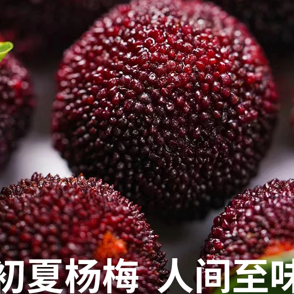 【现货现发】正宗东魁新鲜仙居杨梅13-18g尝鲜价30颗 顺丰包邮浙江省