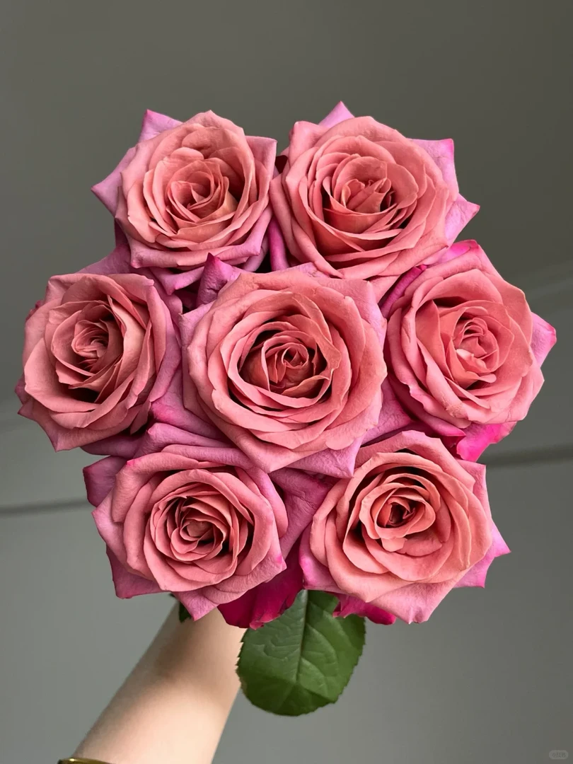 【调香师单头玫瑰】收到需醒花云南昆明一手鲜花花源