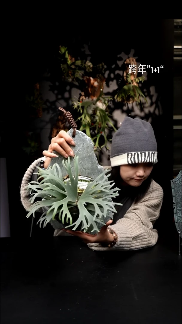 不开花植物LC1231-03 细菌