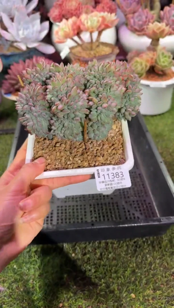 【闪购商品】11383