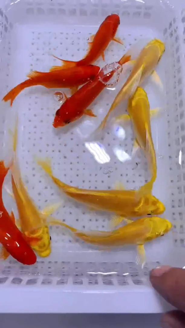 锦鲤多色搭配冷水观赏鱼9条