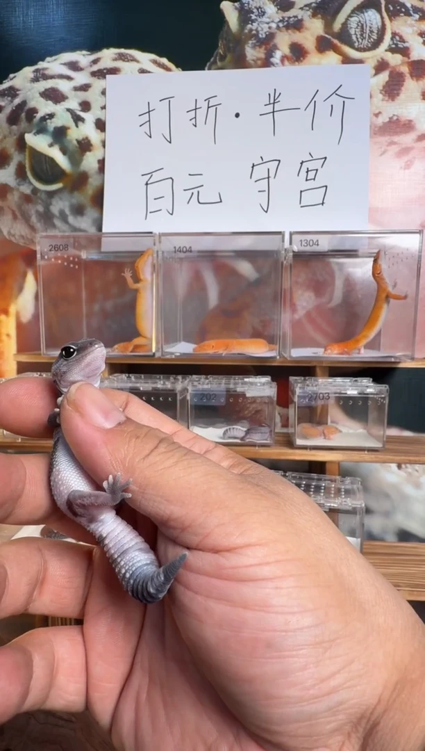 豹纹守宫肥尾守宫