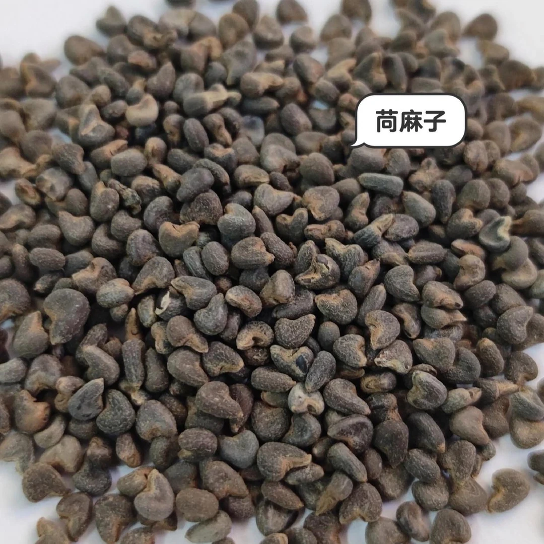 苘麻子改良款种子