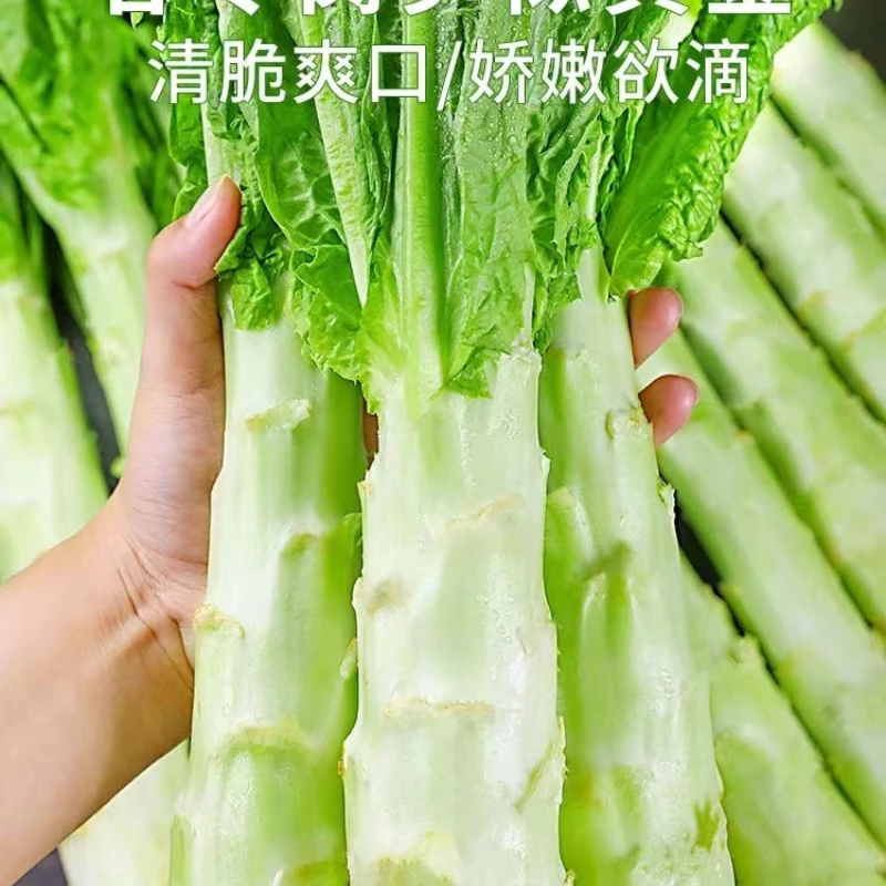 新鲜绿心莴笋湖北天门应季蔬菜紫叶莴笋新鲜蔬菜现摘现发青笋莴苣