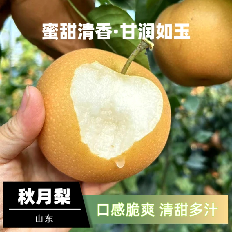 山东莱阳秋月梨味甜多汁细腻无渣甘润如玉冰糖梨皮薄肉厚产地直发