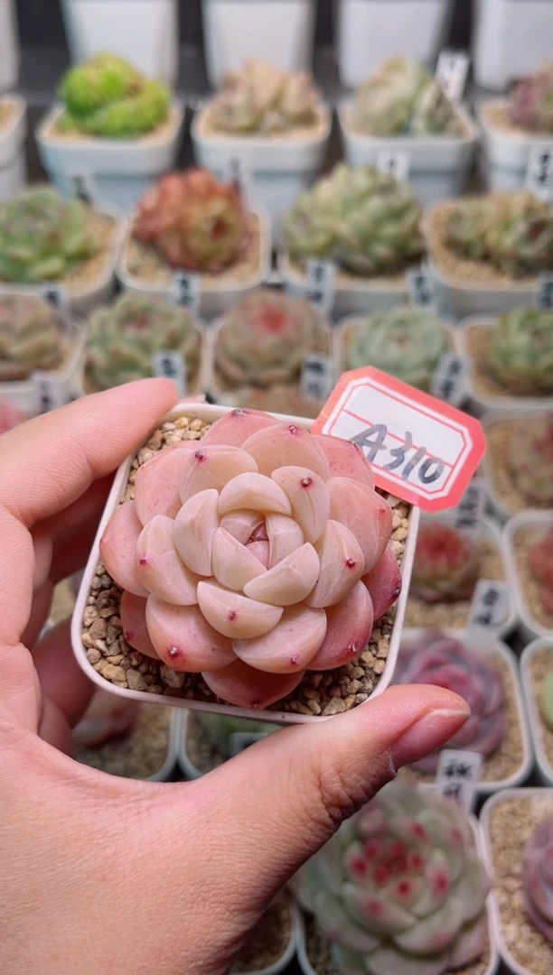 【闪购商品】A310孤品珍妮一物一拍