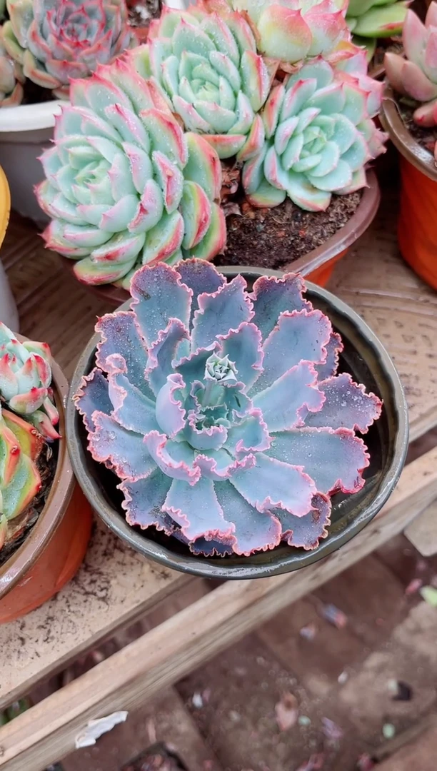 26093多肉植物一物一拍