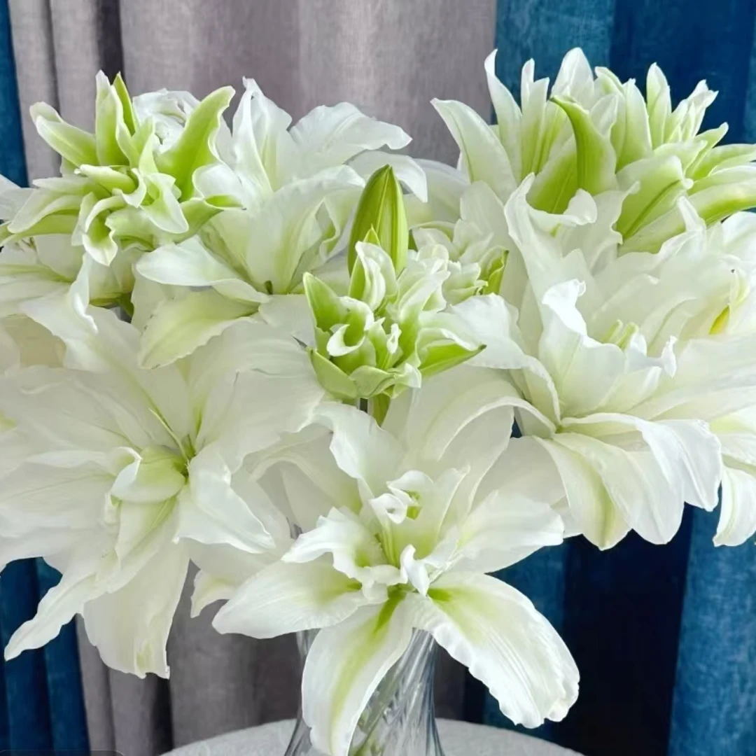 多头【浪漫之星/艾莎】清香型重瓣百合高级稀缺小众花材鲜花