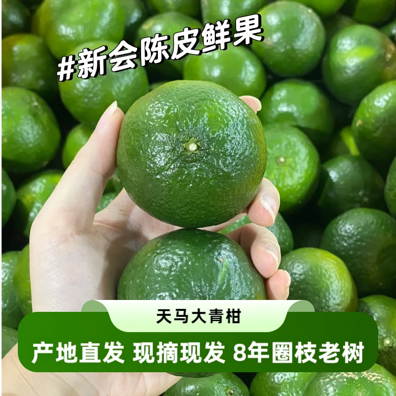 【果园直供】新会8年老树天马圈枝鲜果柑 茶枝柑大青皮二红皮大红皮