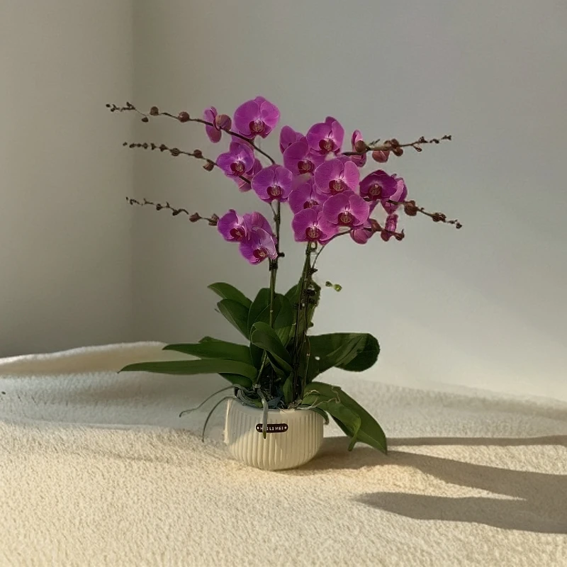 【喜桃】蝴蝶兰 好养耐养花期长 苗情优质 基地直发