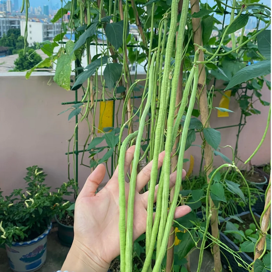 长豆角种子  高产四季绿   蔬菜种子