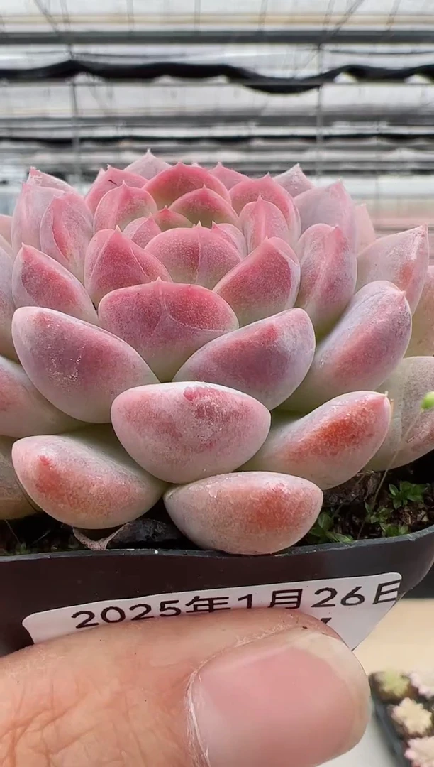 【闪购商品】新款多肉-4（鸿运）