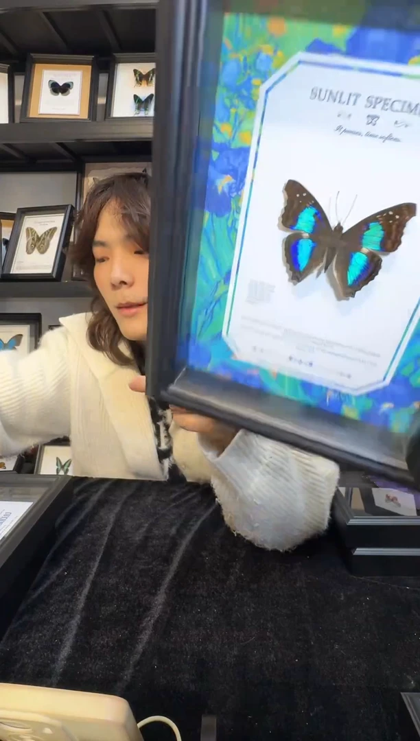 玻璃真实蝴蝶标本