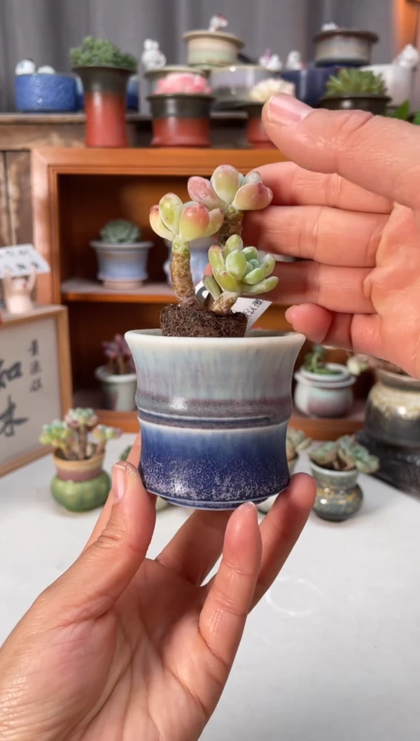 瓷片901小芳直播编号