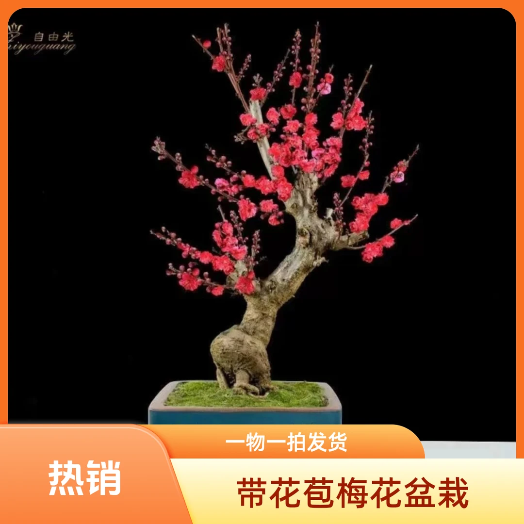 【一物一拍】梅花盆栽懒人植物 容易养护