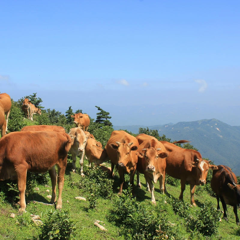 【牛排4斤装 】湘西高山小黄牛现称新鲜牛肉 冷链顺丰包邮