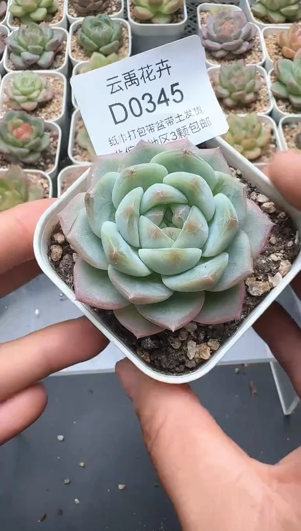 345D云禹多肉植物 带盆土纸巾打包 3颗包邮