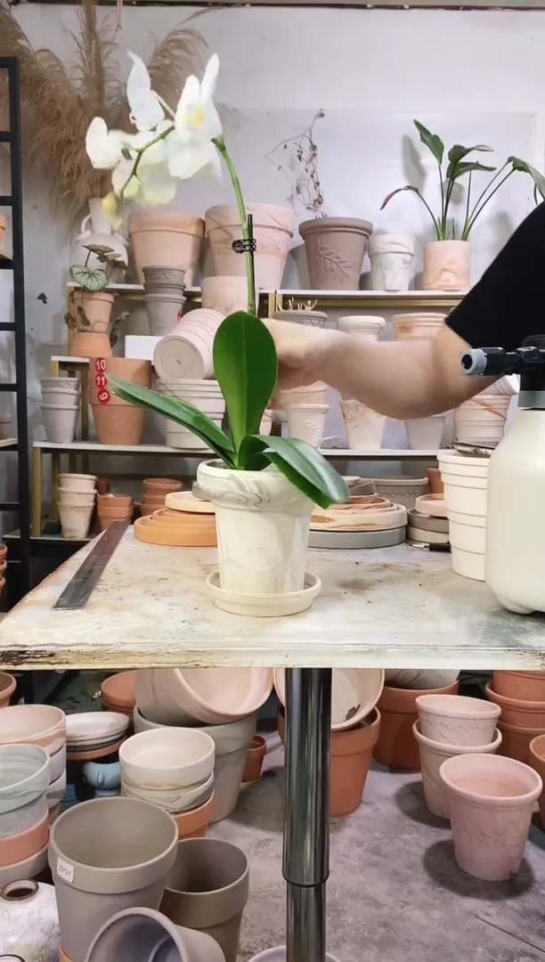 13*13绿白陶蘑菇 1盆1托