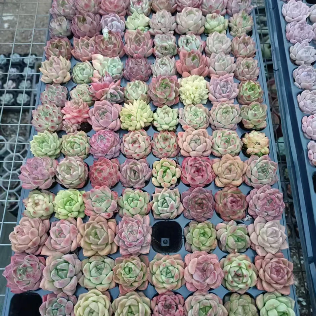 满满一箱多肉30颗大小3厘米左右（嫌小勿拍）