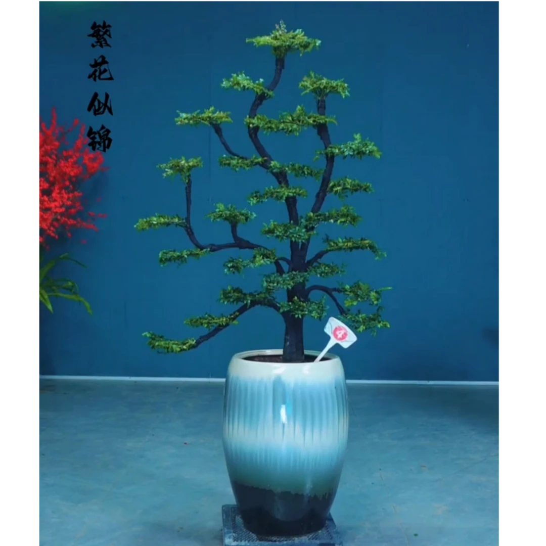 （小叶紫檀）黑骨茶广东小叶紫檀盆景绿植室内外植物名贵意境好养活