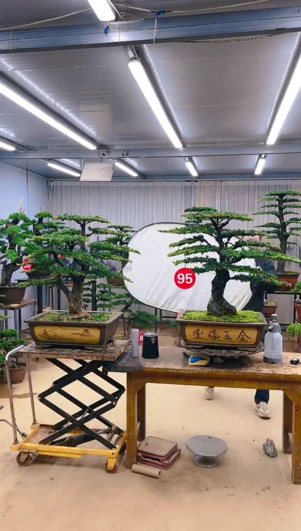 无花朵精品盆景 一物一拍