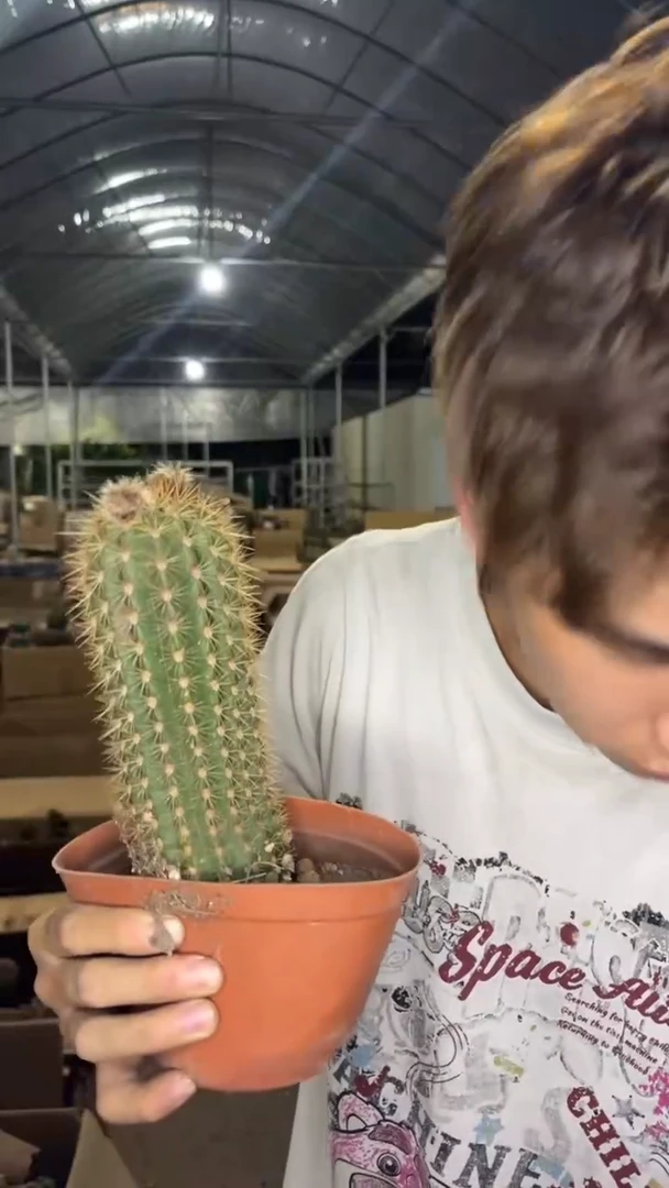 飞碟 毛花柱【带根】不指定带花苞