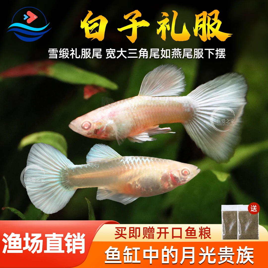 白子礼服孔雀鱼热带淡水小型观赏鱼胎生鱼临产怀孕凤尾鱼好养活体