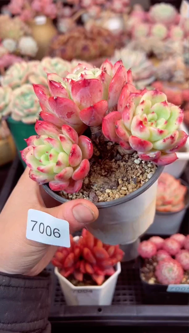 【闪购商品】7006三头三文鱼多肉