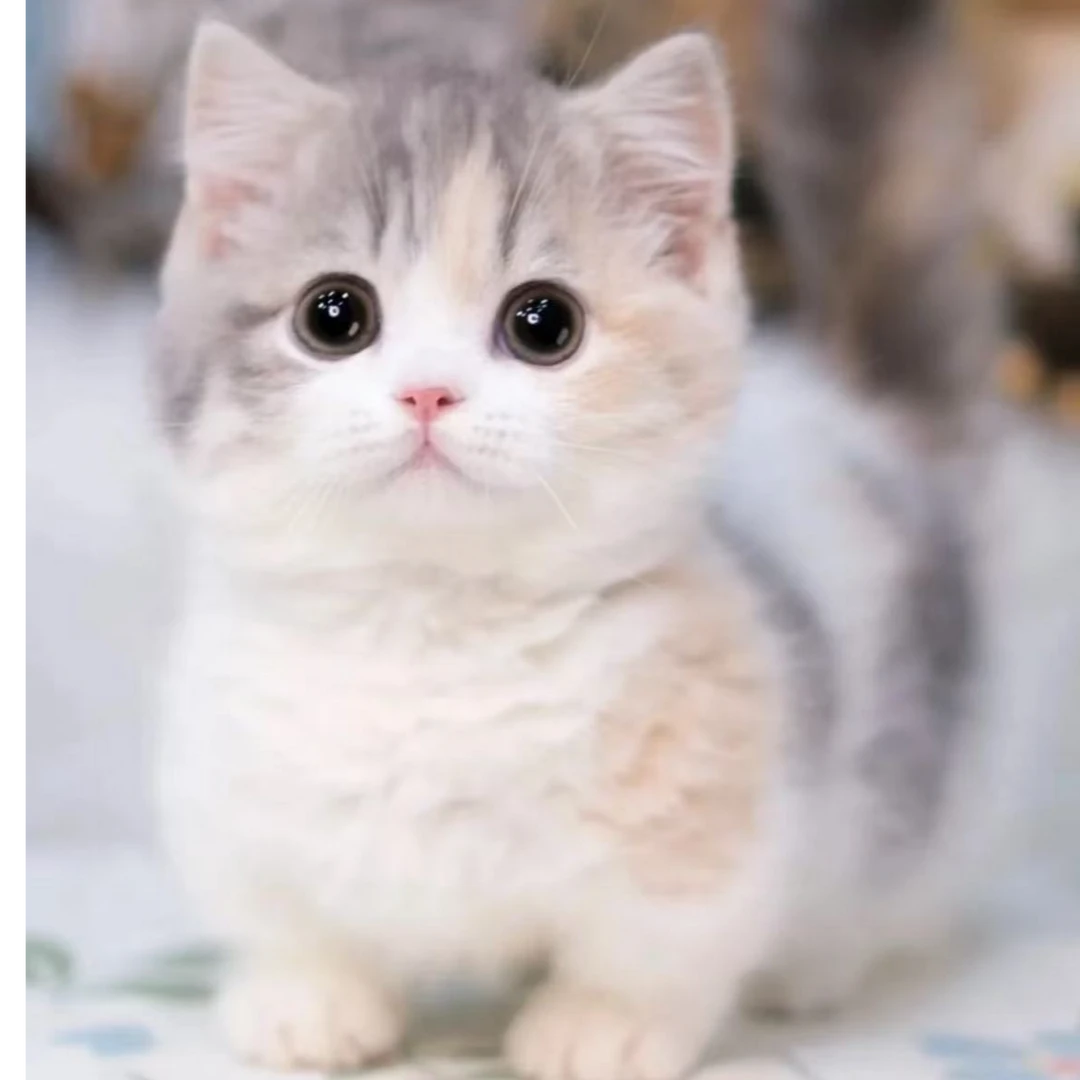 猫咪活体包纯种包运包健康