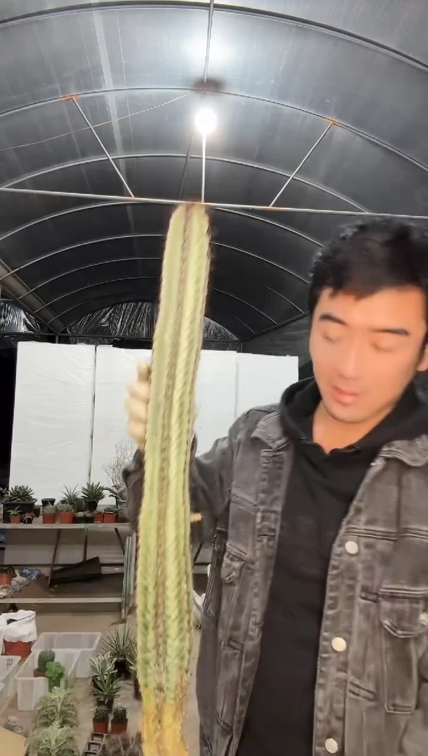 【闪购商品】斑马柱超大