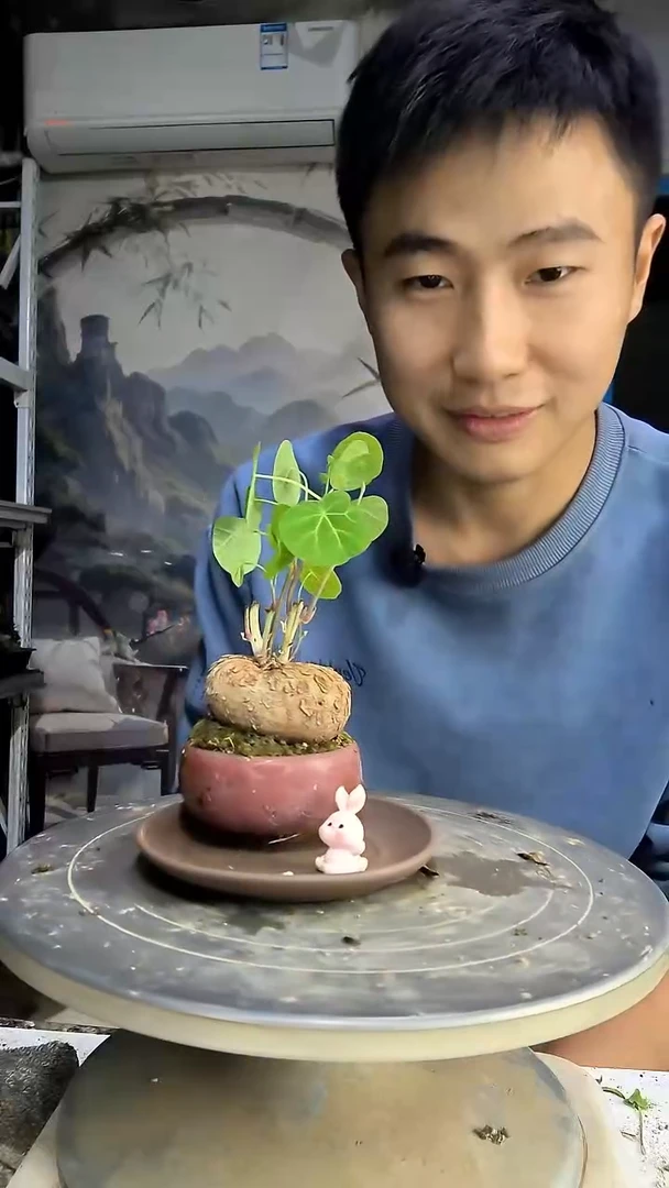 ?***燚中青园艺一物一拍135