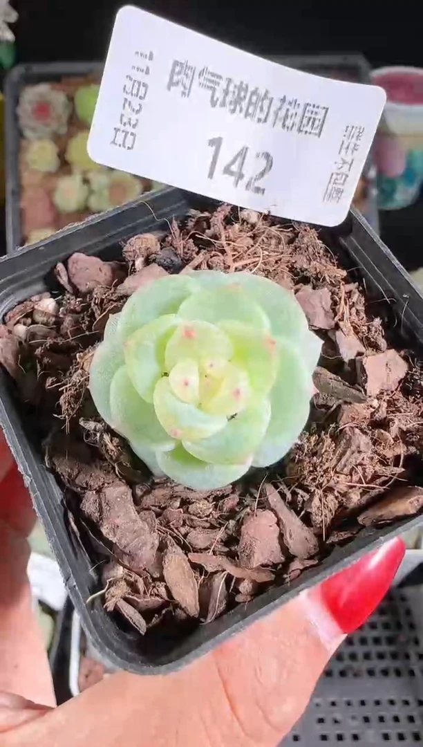 1123-142灵雨群生不包整