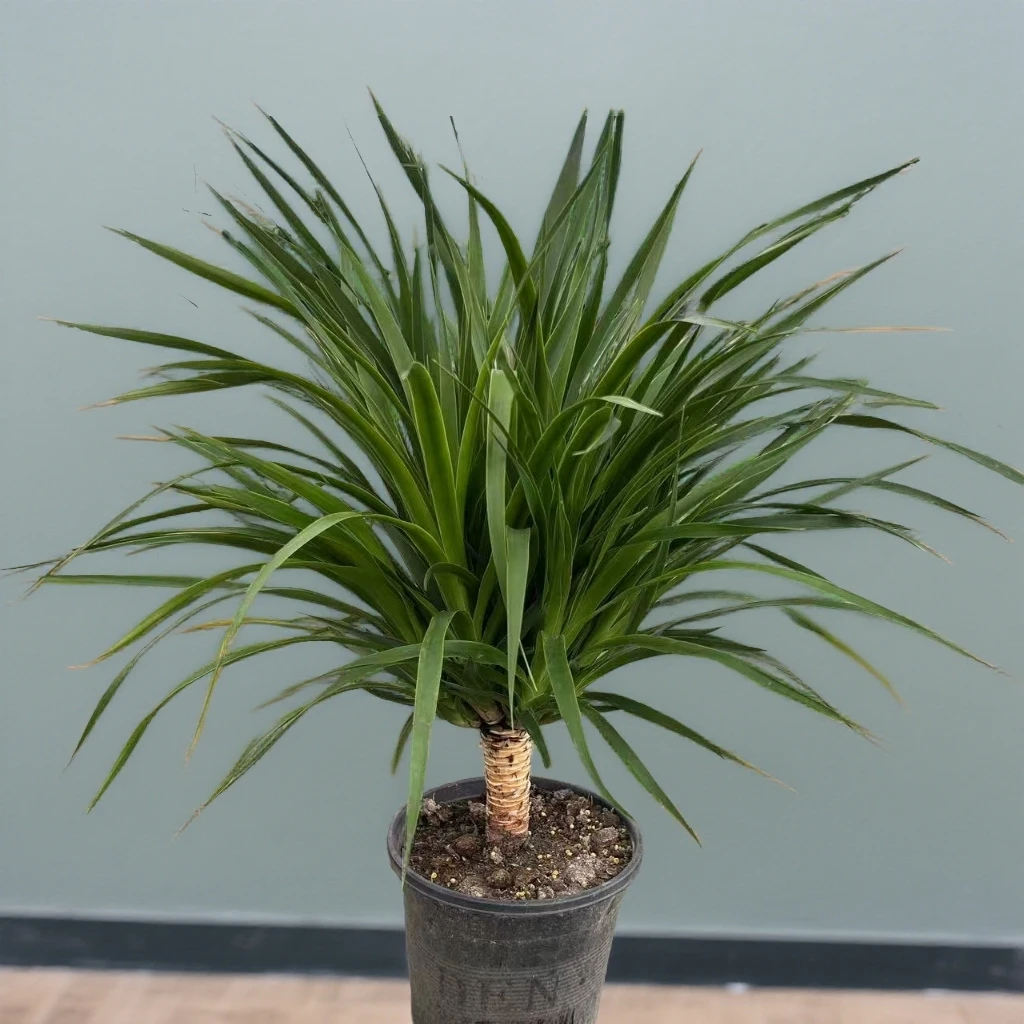 【精选单杆多头】老桩绿豆青宽叶龙血树盆栽室内好养净化空气绿植