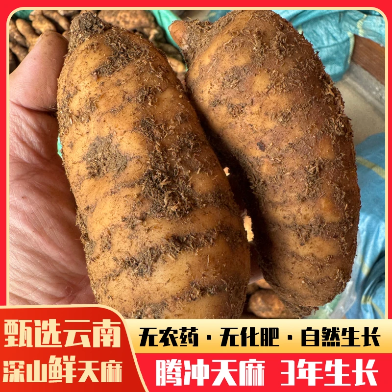 云南深山新鲜天麻现采现挖送给母亲天麻火腿鸡搭配川芎炖汤炖排骨