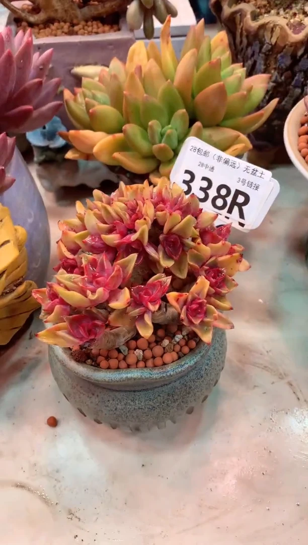 紫气东来朵朵缀338R（一物一拍，精品多肉，所见即所得 ）