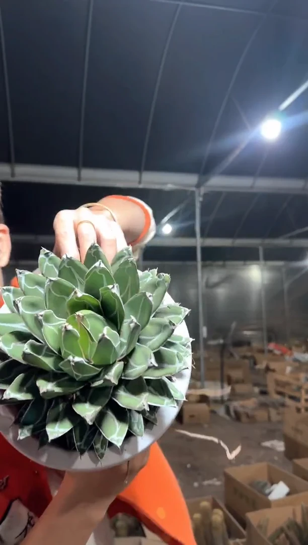 超大 屉之雪 14-18cm