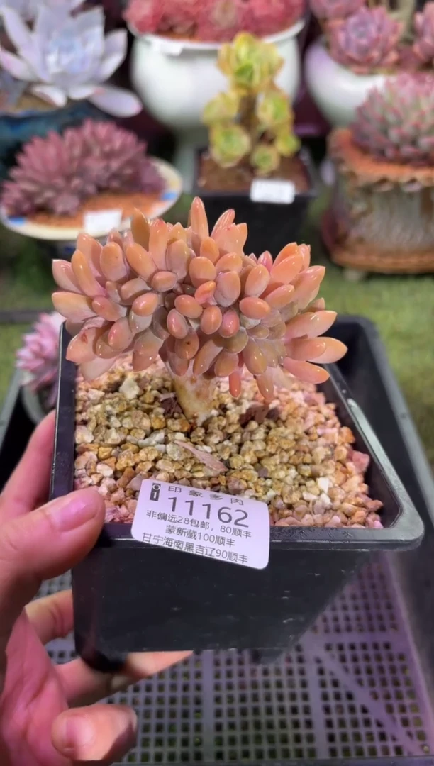 【闪购商品】11162