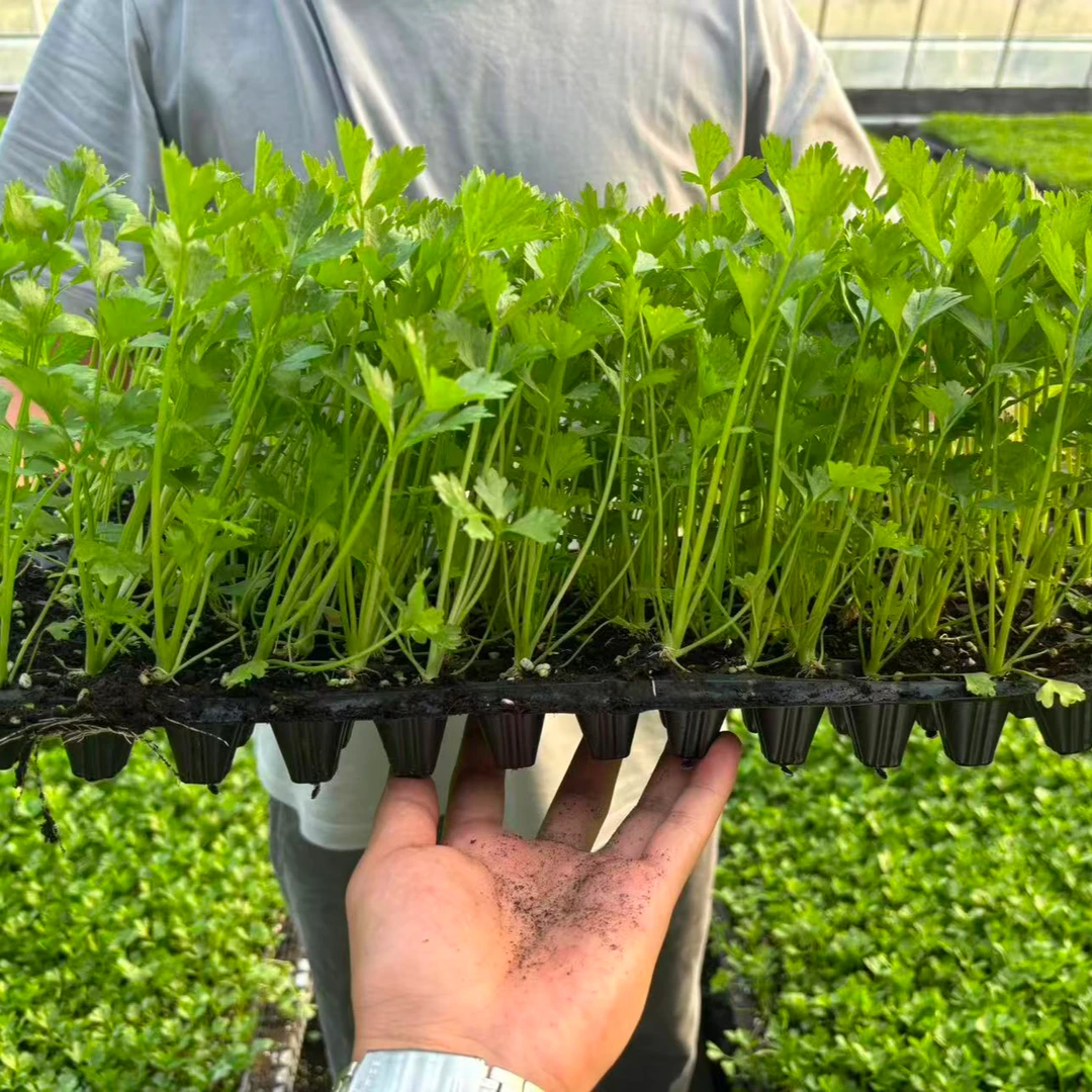 高产芹菜苗秧苗皇后西芹带土球秧苗小香芹批发秧苗秋冬现拔苗