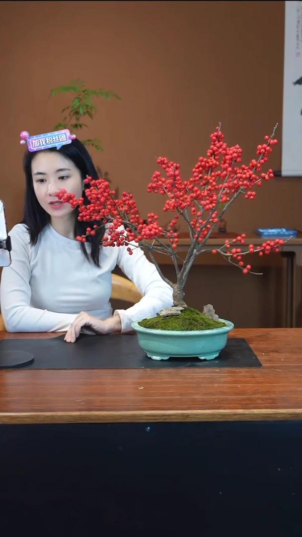 全部花朵冬青盆景盆景