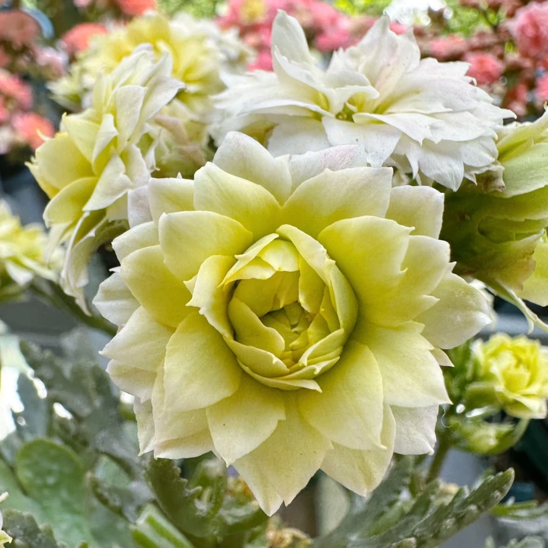 阳光白长寿花重瓣大花盆栽绿植室内开花植物白色绿色阳台观赏包邮