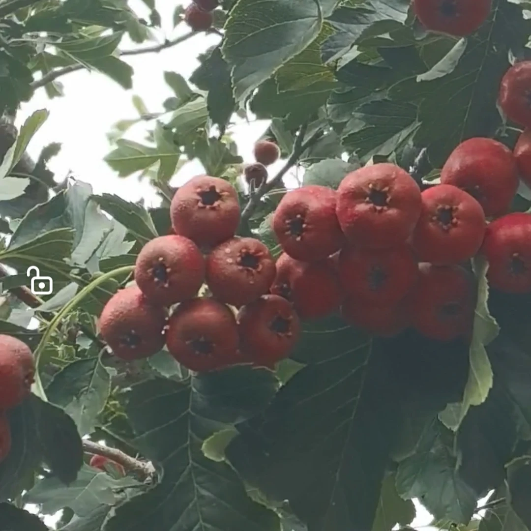 北京平谷山里红自然成熟酸甜适口面沙现摘现发水果