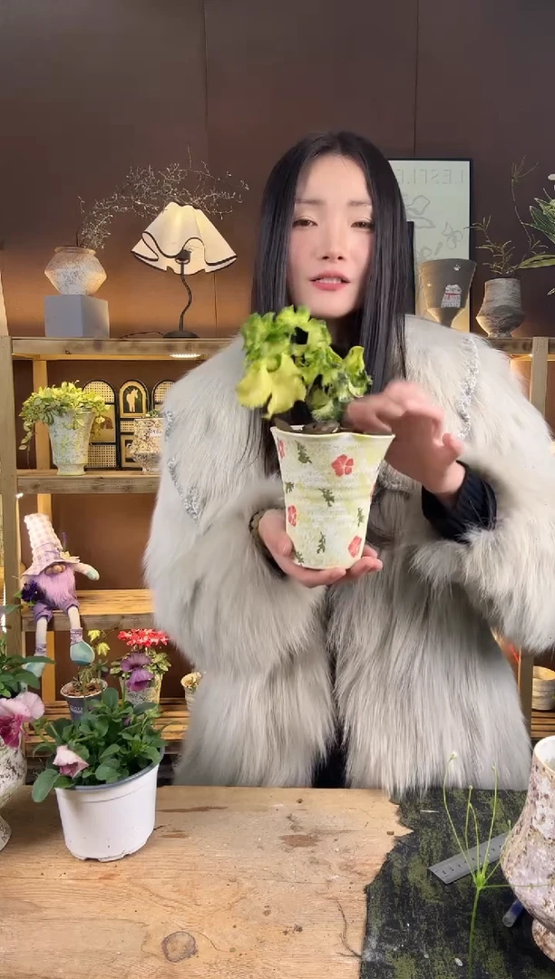 以实际为准780月光灯加盆一套