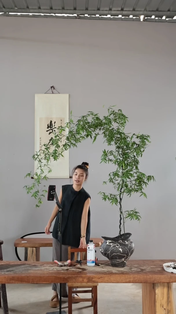 完全开放秋*小叶簕竹 一物一拍